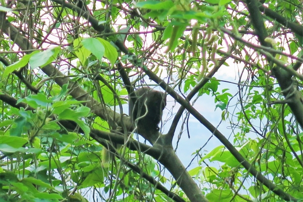 2016.4.5坪頂古圳－中社路健走46690