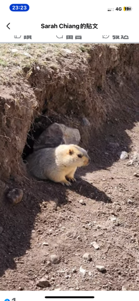 西藏♥️可愛動物🐎人物寫真/拉薩旅拍/美食2911681