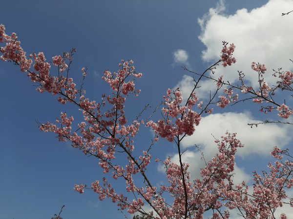 櫻花樹下的浪漫〡千櫻園874676