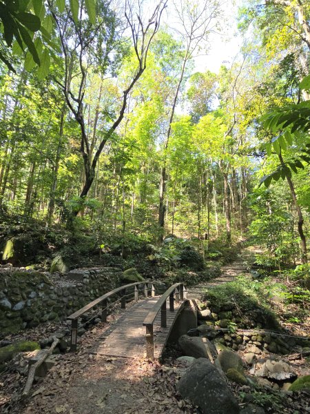 雙溪樹木園>九芎山>九茶山來回2772124