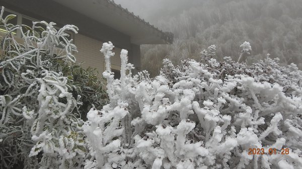 霧茫茫雪白冰封世界-太平山首度追霧淞成功202301282009506