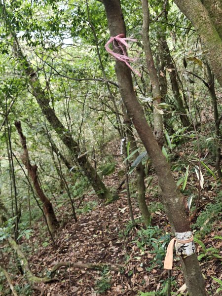 2026-0518 二子坪_大屯坪_青楓步道_猴砍水圳步道_橫嶺古道_半嶺水圳_天母圓環3057286