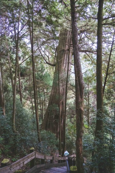 檜山巨木森林步道1177163