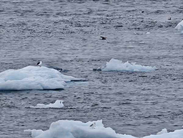 [紐約馬之行-27] 2025_1105 努克濱海木棧道(Nuuk Boardwalk)-下2947611
