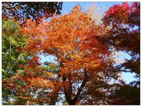 京都/東福寺的紅葉755251