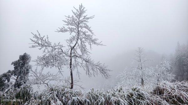 我的2025 第三場雪 #翠峰湖步道 #望洋山 #金翼白眉  2/92708859