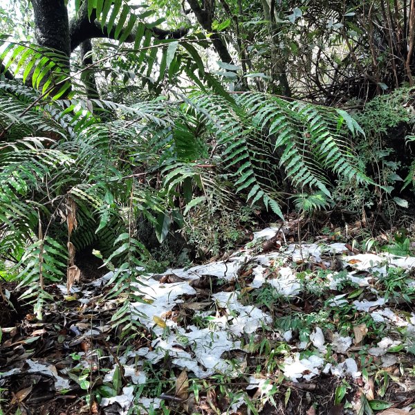 小百岳七星山。殘雪1233700