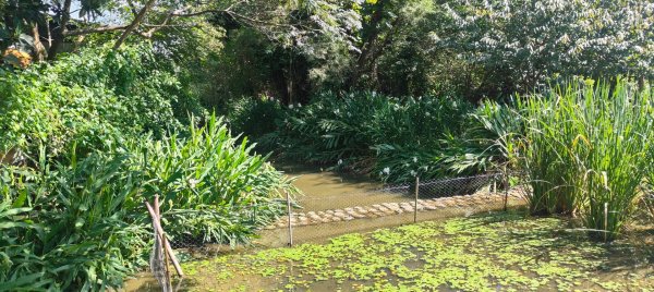 八德埤塘生態公園2890759