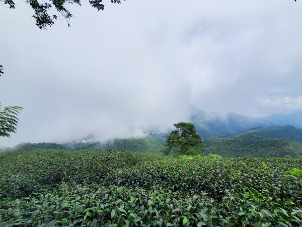 【嘉義 | 獨立山走大籠頂】1112282