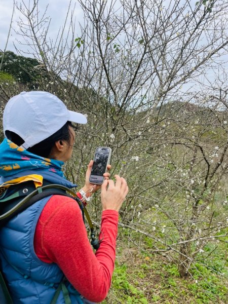 青潭越嶺政大-賞梅花🌸安坑🐦嘴四秀2691672