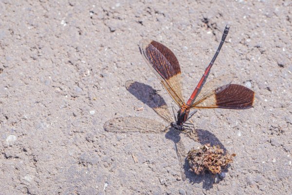 闊瀨古道-沿北勢溪谷而行的夏末之旅（淡蘭古道）2287614
