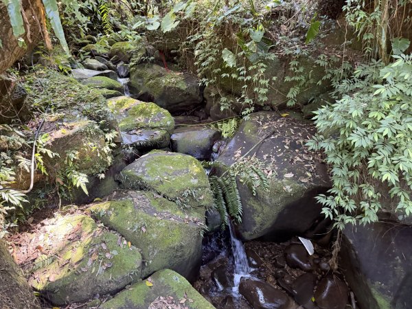 [淡蘭古道] 2026_0315 南路第三段_四分子古道3016930
