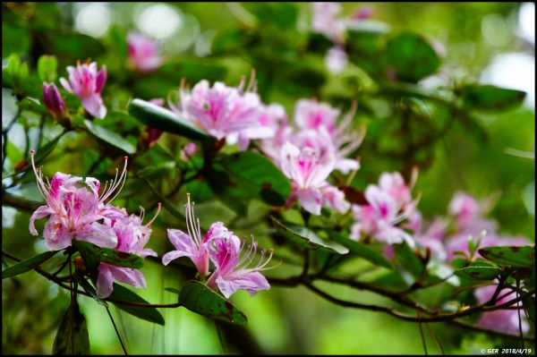 波津加山頂的玉山杜鵑開花了！315757