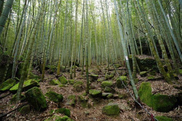 南投 鹿谷 溪頭山、竹崙山、志騰山2730631