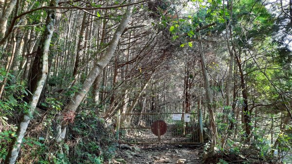 《台中》水晶蘭再現｜鳶嘴西稜線長壽山醜崠山二連峰來回202203201648922