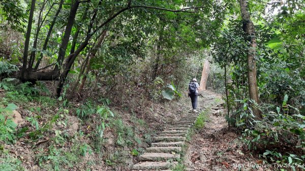 《台中》觀九九峰｜霧峰青桐林生態步道群202511092932224