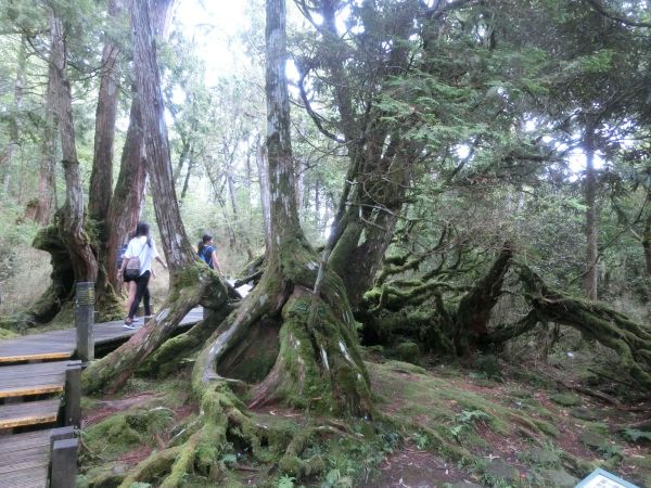 檜木原始林．鐵杉林自然步道380268