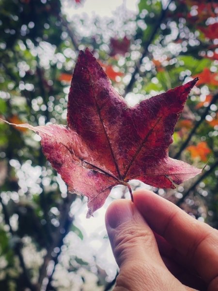 1140101元旦爬山趣2680839