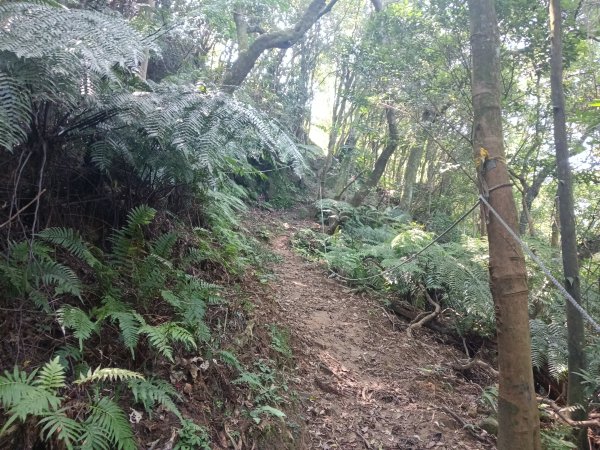 汐止區火燒坪山+車坪寮崙+五指山前峰O型2857911