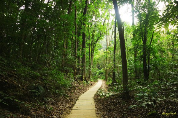 坐擁湖光山色的走春步道～蘭潭後山步道813475