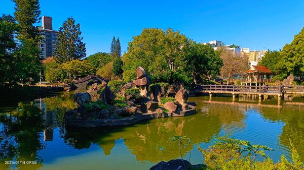 雙溪公園賞花&原住民公園落羽松&故宮1/142689935