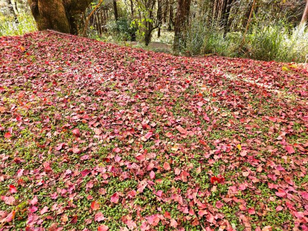 台灣難抵極與祝山觀日步道(小笠原山) - 2024嘉遊好步道．來嘉走走2670117