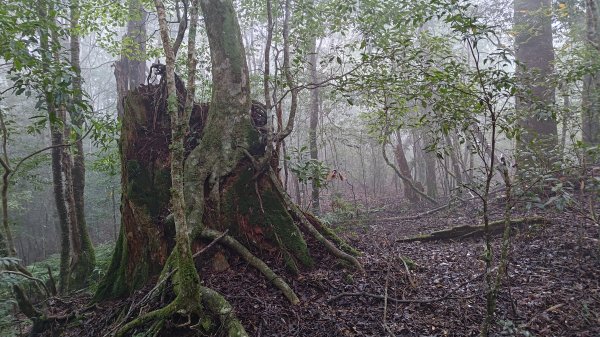 屯野生台山、石麻達山2993161