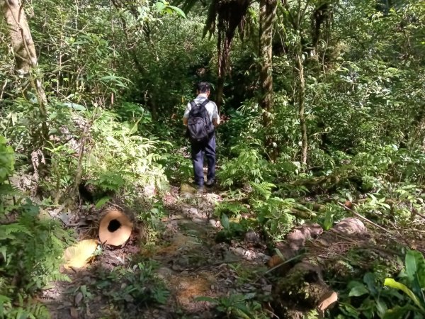 坪林區南闊瀨行(枋山坑古道+枋山坑崙+闊瀨越嶺保甲路O型)2916757