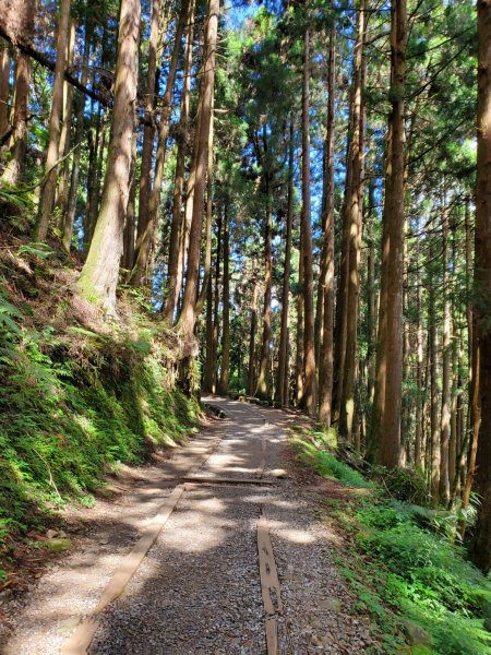 【嘉義 | 特富野】1069242