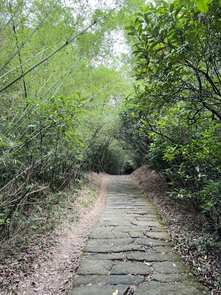 20230514-臺北大縱走第五段之巧遇藍鵲（碧山巖→劍潭捷運站）2150880