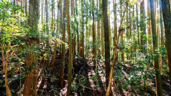 油羅山(一上三下)2959141