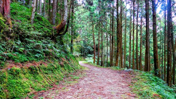 油羅山(一上三下)2959186