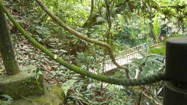 獅頭山風景區：藤坪、水濂橋、水濂洞步道1143188