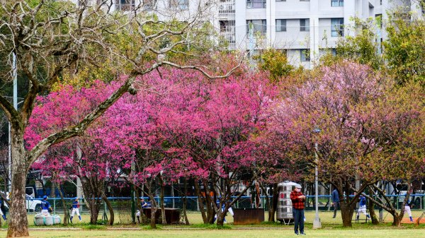 《蘭陵王・林口櫻花》2715973