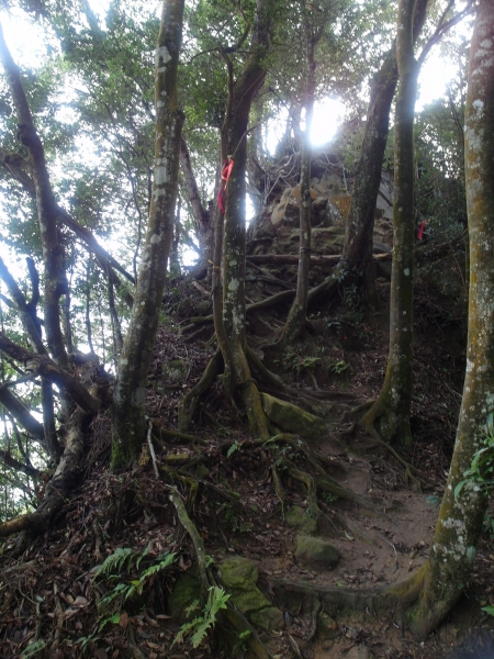 小百岳第33座苗栗獅潭仙山之三角點已遺失88256