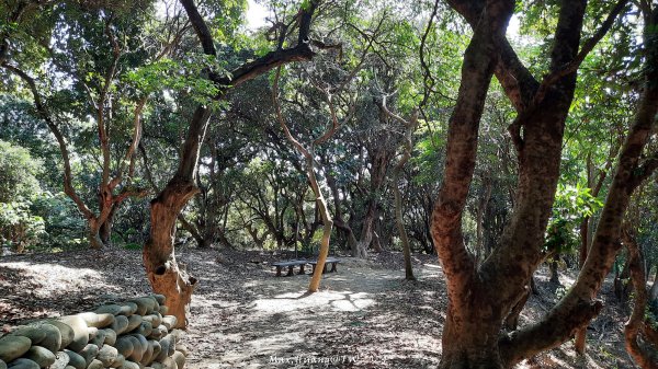 《彰化》富士櫻花｜花壇大嶺巷步道群及西來園（銀行山）登山步道202402132424694