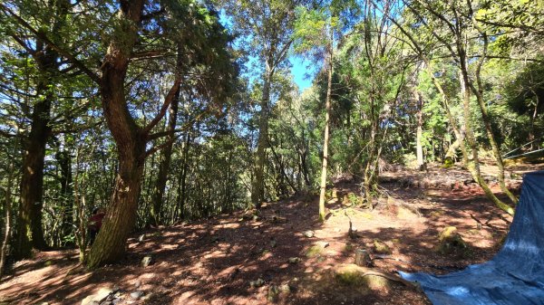 郡大林道19k之郡大神木群二刷～雲海滿出來～2451878