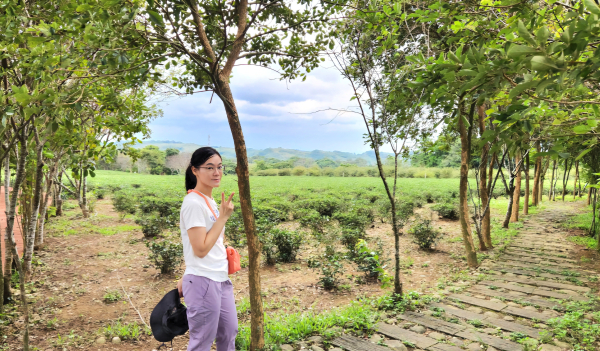 苗栗小北埔山，山塘背登山步道，櫻木花之道，北埔茶香小徑