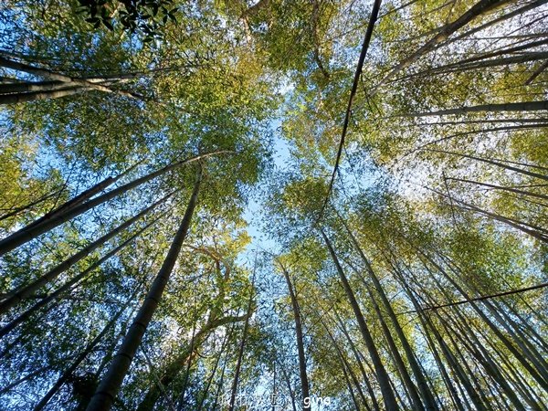 【雲林古坑】舒適宜人。 石壁山連走好望角嘉南雲峰2755259