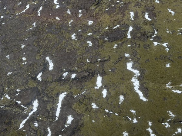 [紐約馬之行-50] 2025_1109~11 回到冰島/美國2952665