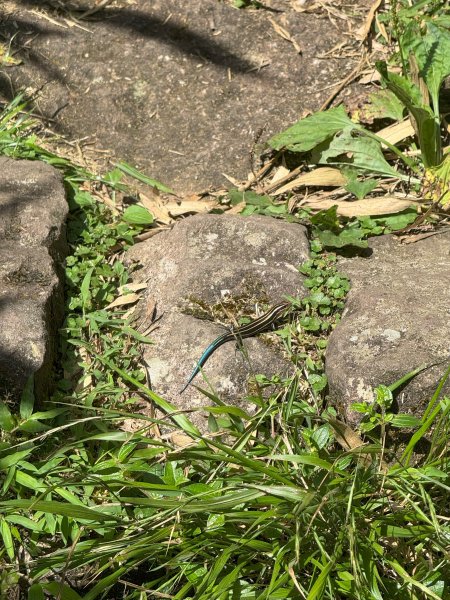 2025台北大縱走第二回合:1+2段2821287