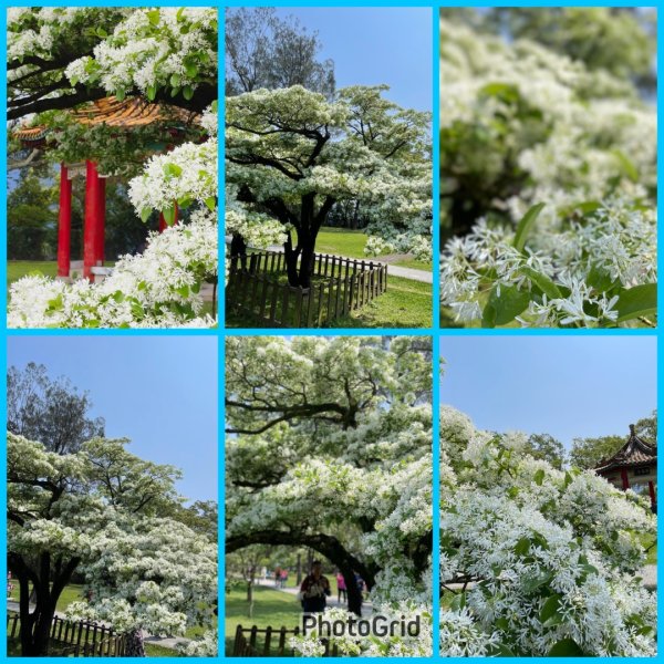 樟之細路-尋寶💎任務1-53019780