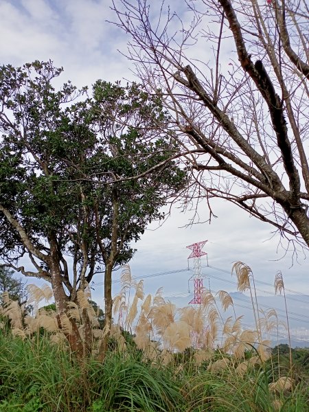 【小百岳集起來】土庫岳芒花飄逸、楓紅絢麗1221955