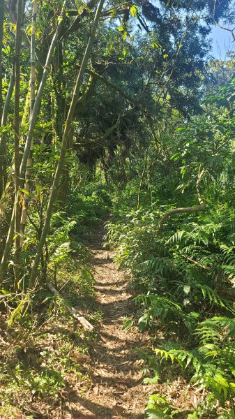 2025-0130溪和宮-大崎頭步道-鵝尾山-平溪步道-鵝尾山水田-42巷-溪山百年古圳-平菁步道2701866