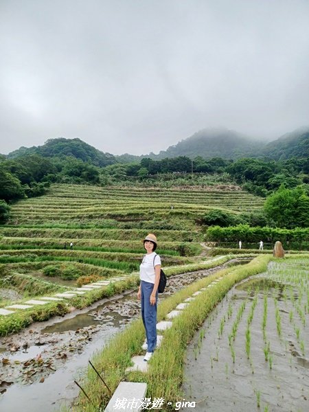 【新北石門】全台唯一火山岩石砌梯田。 嵩山百年梯田阡陌步道2823950
