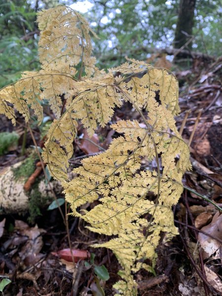 20251220嘉義凸龜山-芙蓉山-天福山2973812
