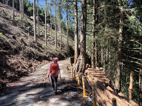 大雪山林道-屋我尾山O繞 202506152816291