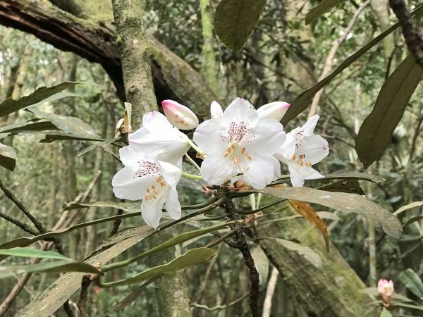 登橫嶺山環走自然步道118257