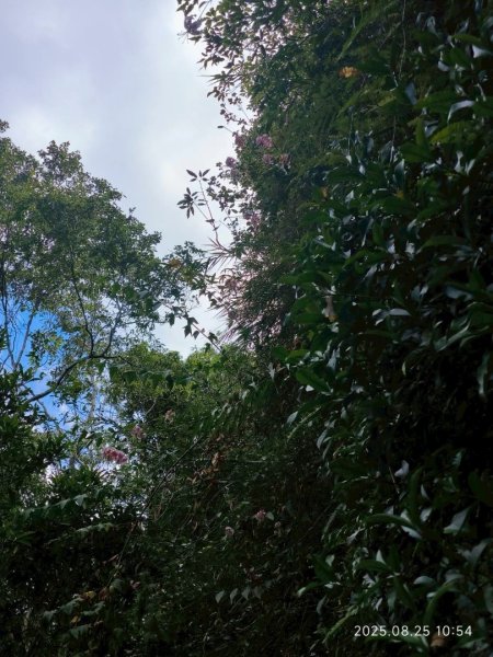 岩壁上的花、艷紅鹿子百合（22869781