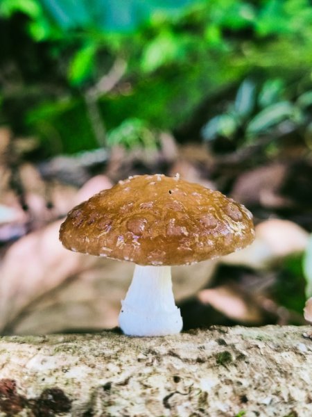 貴妃那結P 型縱走11310122621968